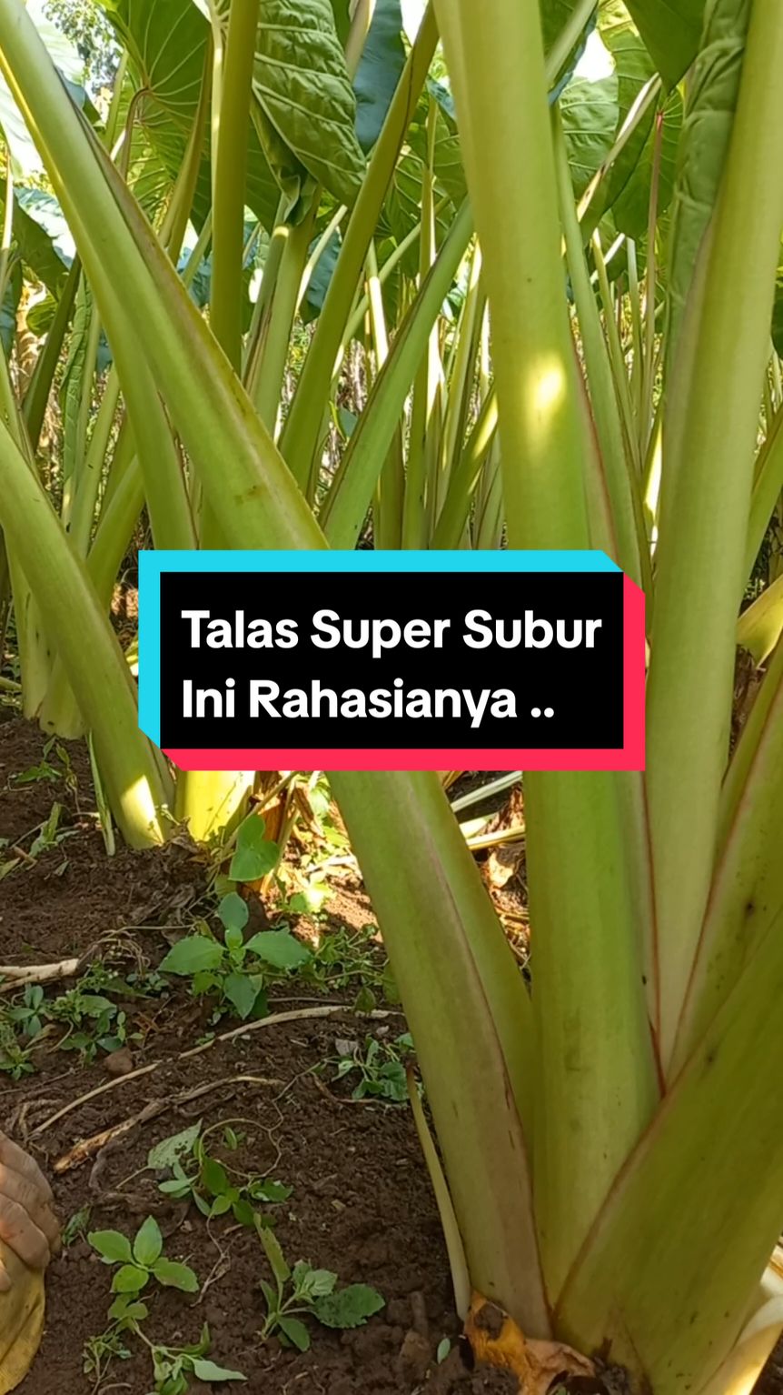 Talas ini sanagt subur, cara penanaman : 1. Pemupukan menggunakan urin kelinci 2. disiram rutin menggunakan air cucian beras 3. Pupuk dasar menggunakan jerami yg sudah busuk