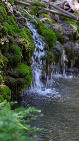 Waterfall #waterfall #river #sound #asmr #asmrsounds #relax #calm #water #beautiful #forest #nature #stream #flow #meditation #landscape 