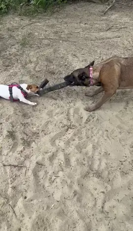 #jackrussellterrier #jrt #friends #friendsdog #dogsoftiktok #owczarekbelgijskimalinois #owczarekbelgijski #malinois 