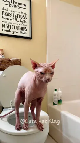 Cat pooping expression🤣🤣#cat #cats #cutecat #catlover #catsoftiktok #fyp #foryou #foryoupage #funny #funnycat #funnyvideos #funnytiktok #funnyanimals #kitty