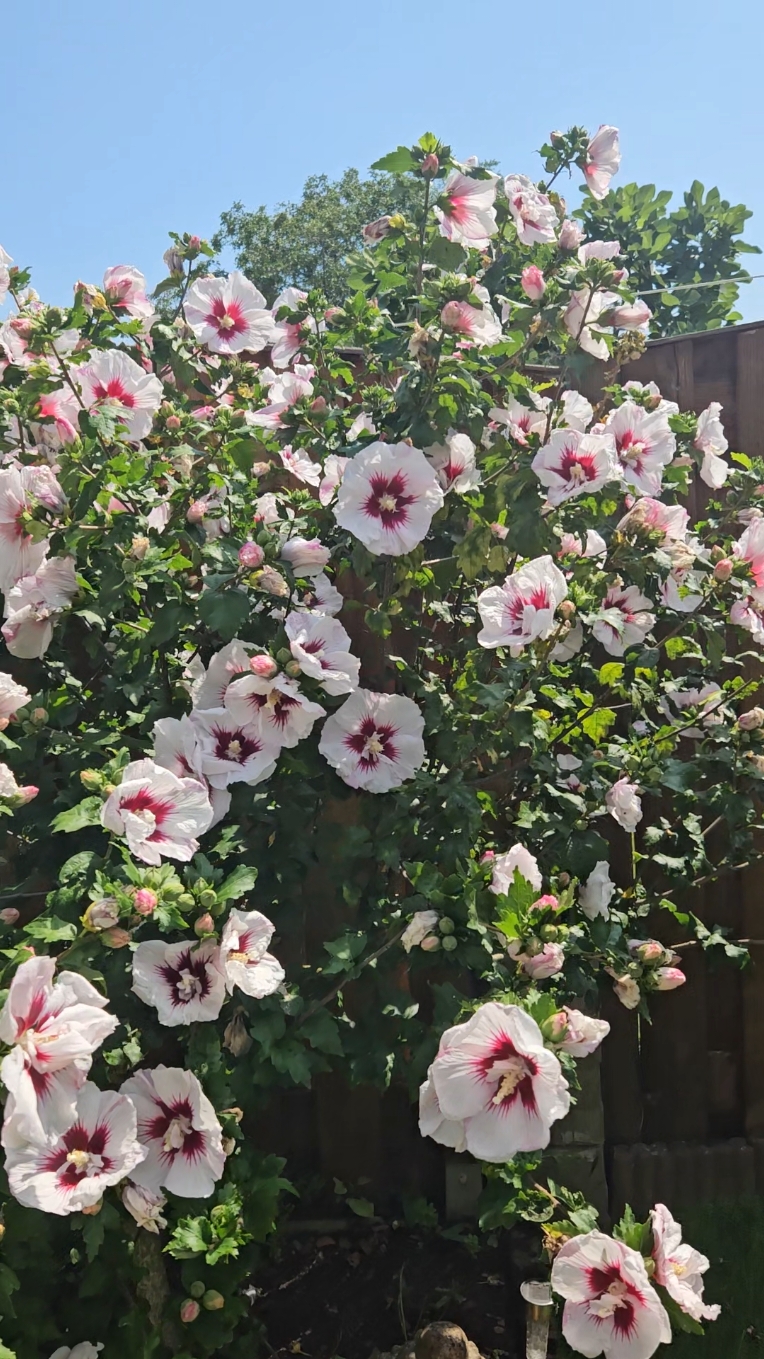 Hibiscus is in the House 🌸 #hibiscus #blooming #flower #flowerlover #garden #Summer #2024 #july #tiktok #fyp #kembangsepatu #noneedfilter 