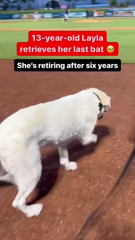 Layla, 13-year-old bat dog of the Phillies Single-A affiliate Clearwater Threshers, retrieves her last bat as she’s retiring after six years ❤️  @ballshh1  If you’re watching this and you love baseball I recommend you follow me Deez.  @ballshh1   for more! - Follow me 👉🏾 @ballshh1 for more! - Thank you for watching join the squad ↪️ @ballshh1 ↩️ • • • • • • • #baseball #baseballlife #baseballlifestyle #baseballlife⚾️ #baseballism #baseballfan #baseballgame #baseballmom #baseballplays #cooperstown #homerun #baseball#baseballism #baseball #baseballgame #baseballlife #baseballtee #baseballplays #baseballfan #baseball #baseballforlife #baseballgames #baseballlife #baseballlove   #baseballtime #baseballbat #baseballswag #baseballplayer #baseballislife #instareels #reels #fyp #baseballreels #Baisbol #MLB #lanzamiento #slider #rápida #bola #changeupall #curva #béisbol #boysbéisbol #girlsbaseball #jugandobéisbol  #dog #puppy #animals #baseball #sports #mlb