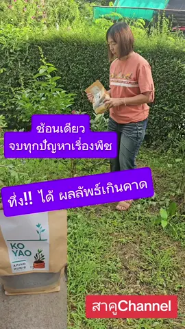 สุดทึ่ง พืชผักโตเร็ว เกินคาด​ #อะมิโนฮิวมิค ​ #ปรับปรุงดิน  #ปุ๋ย #ใช้ดีบอกต่อ #Garden #tiktok #เร่งราก​ #เร่งดอก​ #สาคูChannel 