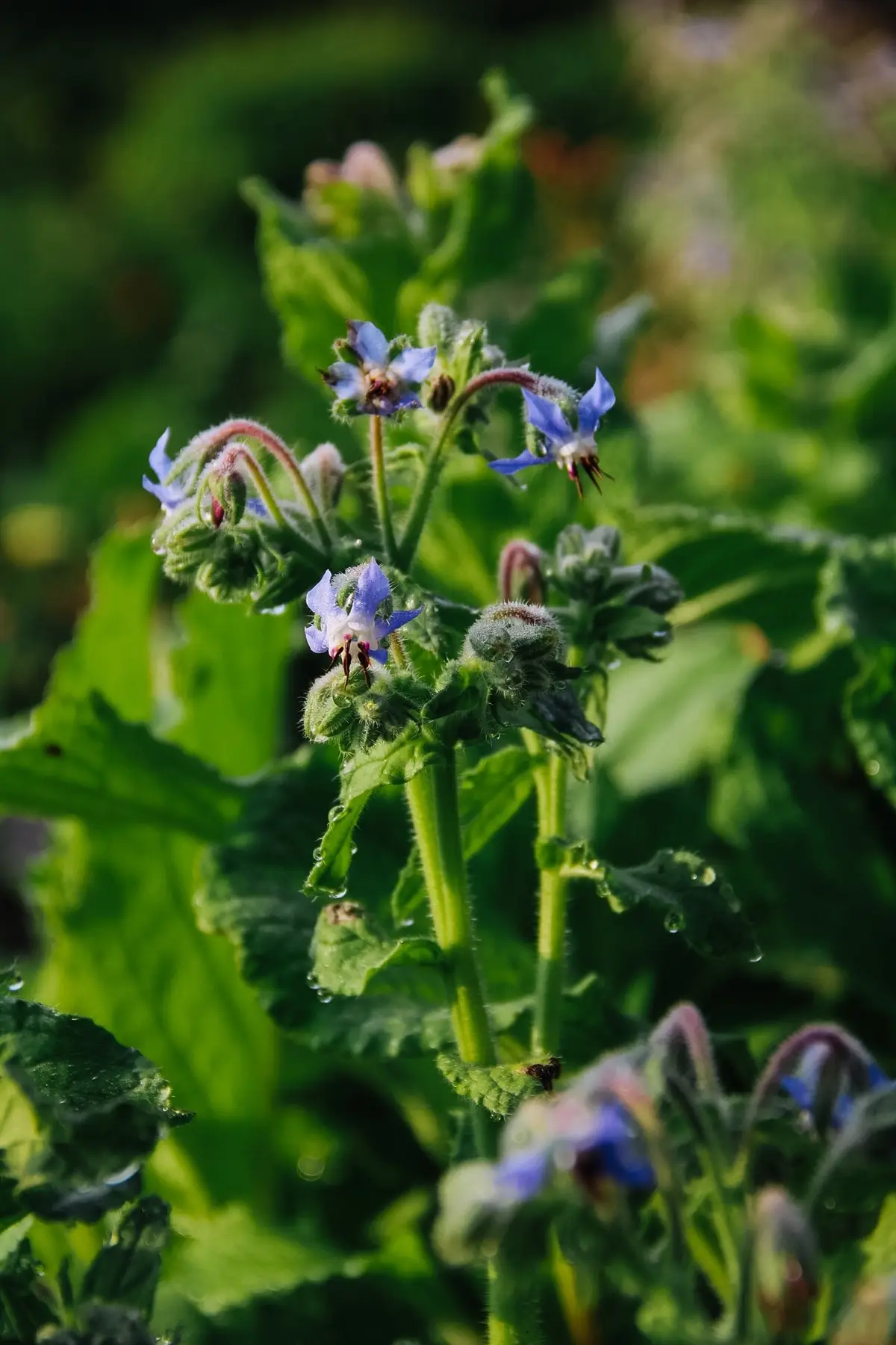 Let’s talk about another permaculture powerhouse plant that’s actually in the same family as comfrey. It’s borage and, hopefully, after reading below, you’ll add it to your growing space too. 🤗 🌱 Similar to comfrey, BORAGE has a taproot. It mines and releases nutrients, especially potassium and calcium. This makes it an AWESOME companion for tomatoes and squash crops. A soil deficiency in these can be what causes blossom end rot. 🌱 BORAGE is like chamomile in that if you sow it once, it’ll reseed itself every year. It’s an annual but comes back with vigor. While not technically invasive, it can be hard to eradicate if you change your mind later. So plant with permanence in mind. I view this as a perk—less work for me. 🌱 BORAGE isn’t just a nutrient accumulator, it’s also a mulcher. Chop and drop the leaves as garden mulch. It’ll release the nutrients it contains back into the top layers of the soil as it decays. This helps other plants. 🌱 It’s said cabbage worms and horn worms HATE BORAGE. Rabbits and deer also dislike it! 🌱This plant is a pollinator magnet. Honeybees, native bees, beneficial wasps, etc LOVE BORAGE. Plant next to cucumber to increase your veggie yields.  🌱 Speaking of pollinators, BORAGE flowers are unique. They refill their nectar in just minutes, making this an incredible food source. 🌱You can actually grow this as a cover crop. Cut and let decay in place in areas where you’d like to improve soil.  🌱 Fertilize your garden with BORAGE TEA. Chop the leaves and soak in 1 part BORAGE to 10 parts water. Steep 24 hours, with a bubbler if you have one, and water your garden. 🌱 Thanks to all its nutrients, BORAGE is a compost activator. Toss in your heap to get the good microbes going! 🌱 BORAGE flowers are edible for humans! 🌱 There are said to be loads of medicinal benefits of BORAGE. If you’re into the home apothecary, this may help an excellent plant to research.