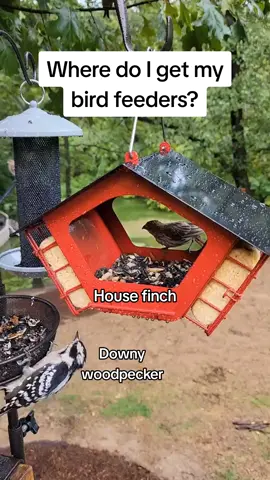 Where do I get my feeders？🥰🥰🥰#birdlove #fypシ゚viral #birdsoftiktok #birdlover #birdfeeder #birdfeeding #naturelover #wildbird #bluejays #cardinals 