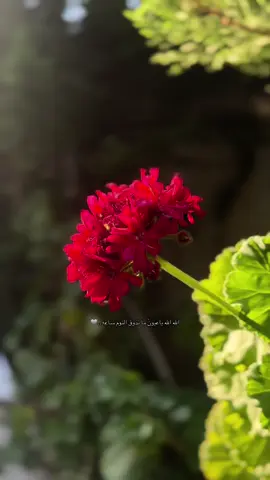 الله الله ياعيونً ما تذوق النوم ساعه . .🩶 #fyp #foryou #foryoupage #تصويري📸 #احـمـد👻 
