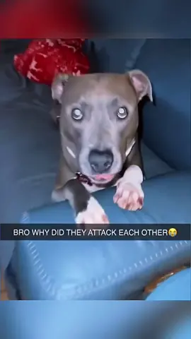 Funny dogs compilation #funnydog #funnypet #cutedog #dogsoftiktok #doglover #dog 