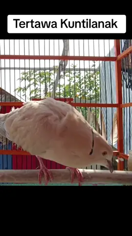 Burung Puter Tertawa Kuntilanak #tertawa #burungtertawa #puterlokal #puterpelung #puteralbino #burungputer #videoviral #fyp #viral #tertawakuntilanak 