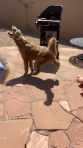 he enjoys it a little bit too much 🤣 #fypage #matchmyfreak #dogsofttiktok #goldendoodlesoftiktok #murphy 