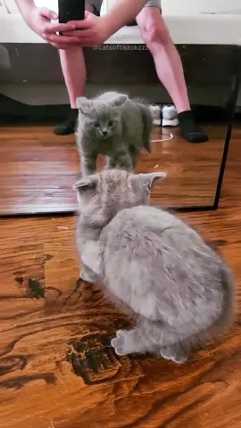 Funny cat videos 🤣🤣 episode 327 #funny #funnyvideos #animals #funnyanimals #cat #funnycat #pet #funnypets #fyp #foryou 