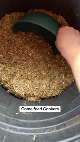 Come and feed Conkers with me.  Conkers gets this feed twice a day to make sure he stays in tip top condition.  @omega.equine @SPILLERS #asmr #feedingtime #horses #fyp #equestrian #horseriding 