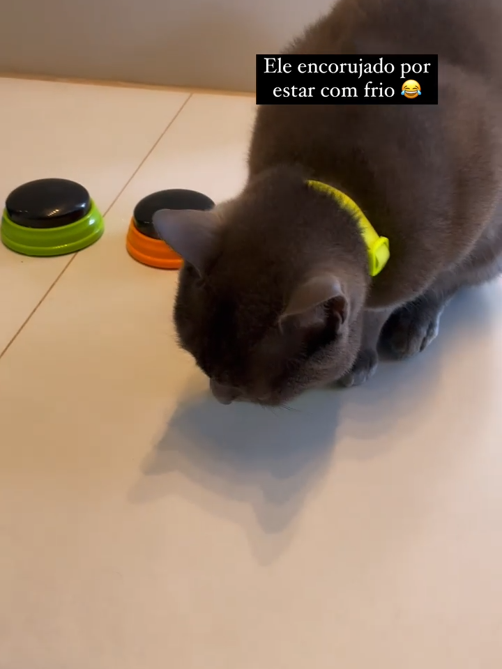 Clica em seguir pra acompanhar as aventuras do rei 😂 #gatocinza #gatosfofos #viralvideotiktok #trigatos #fyp #gatointeligente #gatos #felinos #maepet #gateiros #GatoFalante #theycantalk