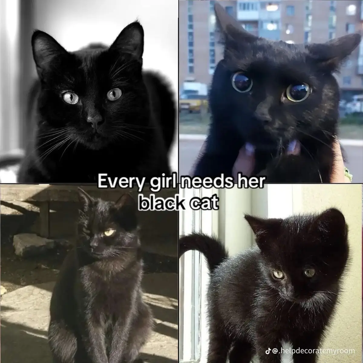 #fypage #viraltiktok #zyxbca #catsoftiktok 
