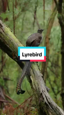 lyrebird #lyrebird #burung #manuk #kicaumania #CapCut #arkaan 