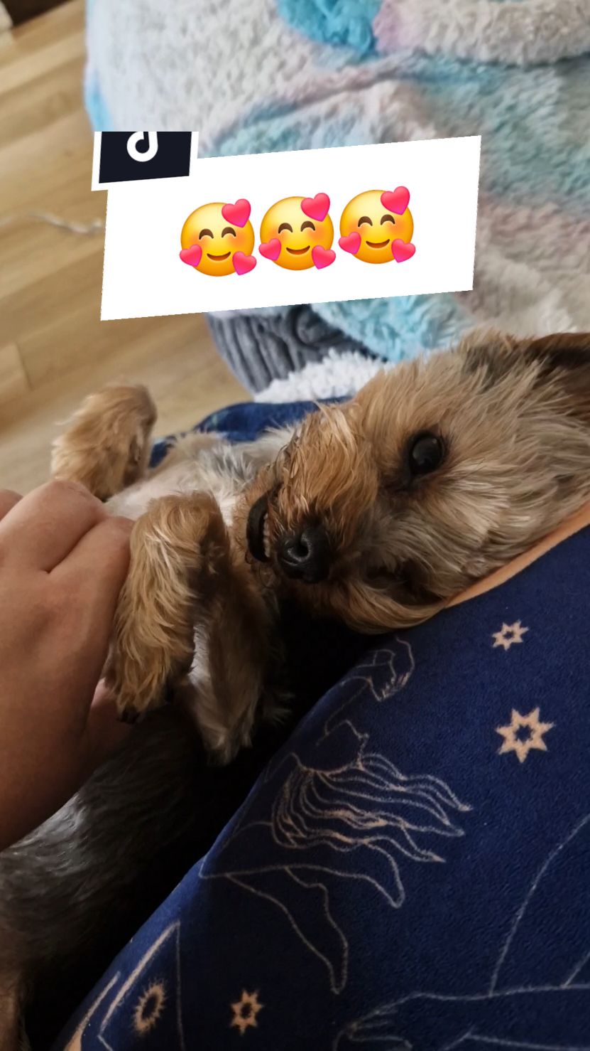 Anyone else? #yorkiemom #yorkshireterrier #yorkshireterriers #yorkshire_terrier #yorkiesoftiktok #yorkiemum #yorkiemummy #yorkshireterrierlove #yorkielovers #yorkiemommy #dogtok 