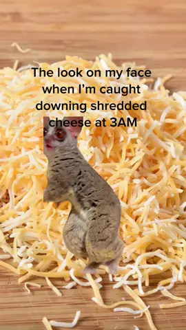 Dont worry about what im doing #MemeCut #foryou #cheese #midnightsnack #capcut #Meme #MemeCut 