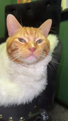 *king #houseofthedragon #hotd #targaryen #cats 