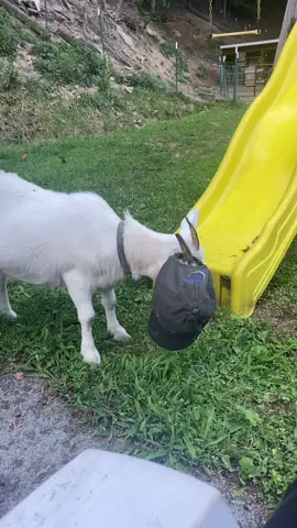 #goatsoftiktok #farmlife #summervibes 