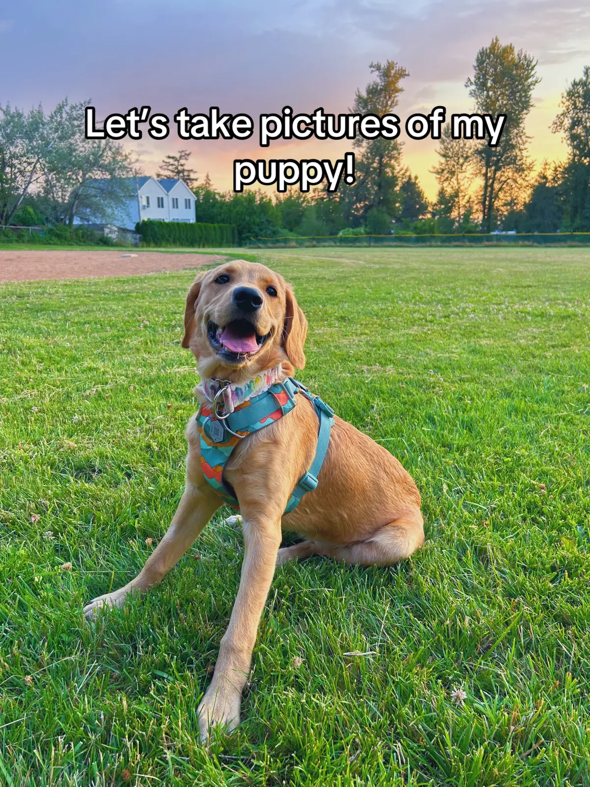 She’s that girl✨#puppy #dog #pet #photography #photoshoot #trend #dogphotography 