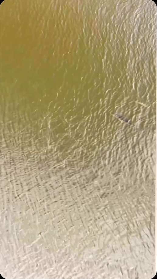 One shot to catch these snook… what are you casting?? #fishing #fishinglife #topwater #fypシ゚viral #fish #fisherman #fishingtiktoks #viral #fishtok #bassfishing #snook #snookfishing 