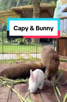 Capy and Bunny 🐇🐰 #capybara #capybaratiktok #capy #wildlife #fyp #animallover #pet #PetsOfTikTok #animals #funny #fun #humor #petlover #foryou #zoo #chill #capyfun #bunny #rabbit 