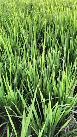 aku cuma punya sawah aja #xyzbca #hanz_presett1 #vibes #pemandanganaesthetic 