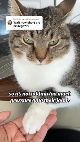 Replying to @hannah  #catsoftiktok #fypツ #foryoupage  #weight 