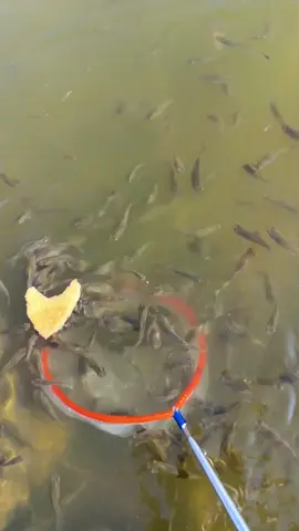Seser penuh ikan kecil#nyerokikan 
