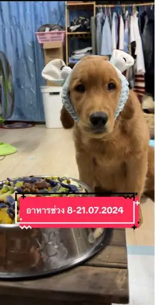 ต๊อกๆหม่ำๆ เด็กแสบชอบมันเทศมาก 🐶🥰🥰 #goldenretriever #dogsoftiktok #โกลเด้นเป็นหมาตลก #สวนสัตว์tiktok #สัตว์โลกน่ารัก #golden #โกลเด้นรีทรีฟเวอร์ #อาหารสุนัข 