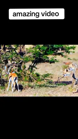 three cheetahs were playing with baby of springbok then came Baboons and attack on cheetahs | interesting | amazing | cheetah #animalsoftiktok #viral #viralvideo #viraltiktok #viral_video #foryou #foryourpage #foryoupageofficiall #foryoupage❤️❤️ #fyp #fypシ゚viral #fypage #fypsounds #trend #trending #trendingvideo #fultrending #lion #wild #wildlife #monitorlizard #wildanimals #animalsoftiktok