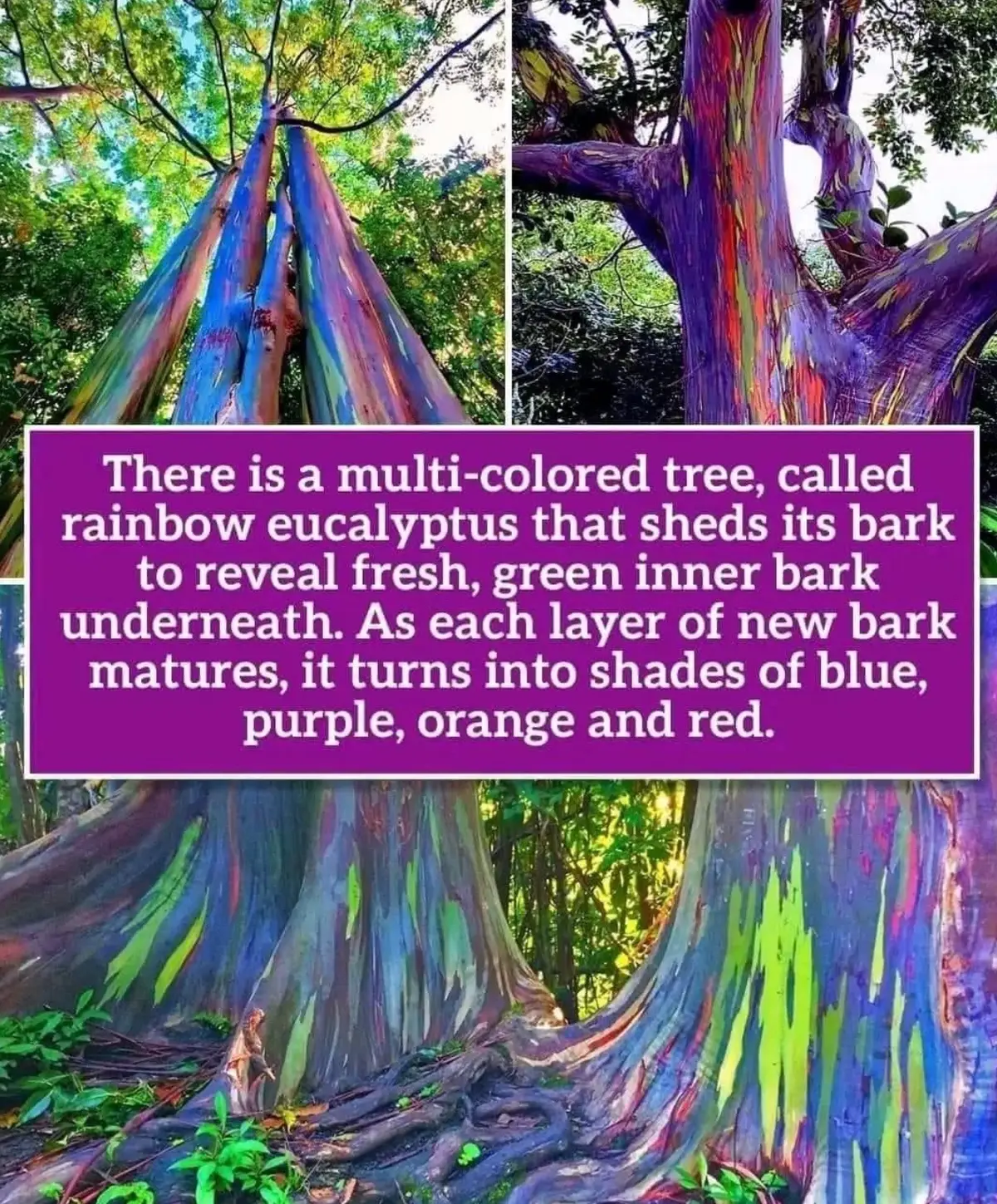 This is the #rainbow #eucalyptus #tree in #hawaii 