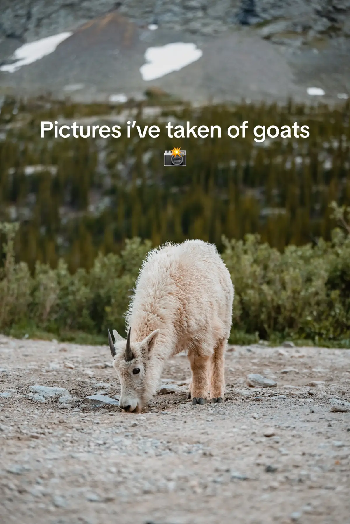 nature is beautiful 🐐 #goat #mountaingoats #sonyalpha #photographer #colorado #lebron 