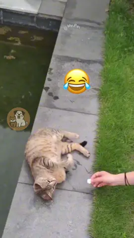 @Adam & Elea @My Petsie @My Petsie @Adam & Elea Hilarious Cat Fails in Water! 🐾💦 #MyPetsie  _______________ Follow @my.petsie  For More Daily Videos 🔥❤️ _______________ ❤️ Double Tap If You Like This  🔔TurnOn Post Notifications  🏷️ Tag Your Friends  _______________ Plz Dm for credit & removal 💬 _______________ Get ready to laugh out loud as these adorable cats take on water and hilariously fail! From unexpected splashes to clumsy falls, these feline friends are sure to make your day brighter. Don’t forget to like, share, and follow for more funny cat moments! 😹🐱💧 _______________ Our social Media : 👇(contact on us Instagram    @my.petsie & @my.petsie1 & @mypetsie1 _______________ #CatFails #FunnyCats #CatVideos #WaterFails #CatLovers #PetHumor #KittenComedy #AnimalFails #CuteCats #CatMemes #CatsOfInstagram #PetReels #FelineFun #LaughOutLoud #FunnyPets #CatLove #SplishSplash #FunnyPets #AmineBelhouari #AdamAndElea #MyPetsie 