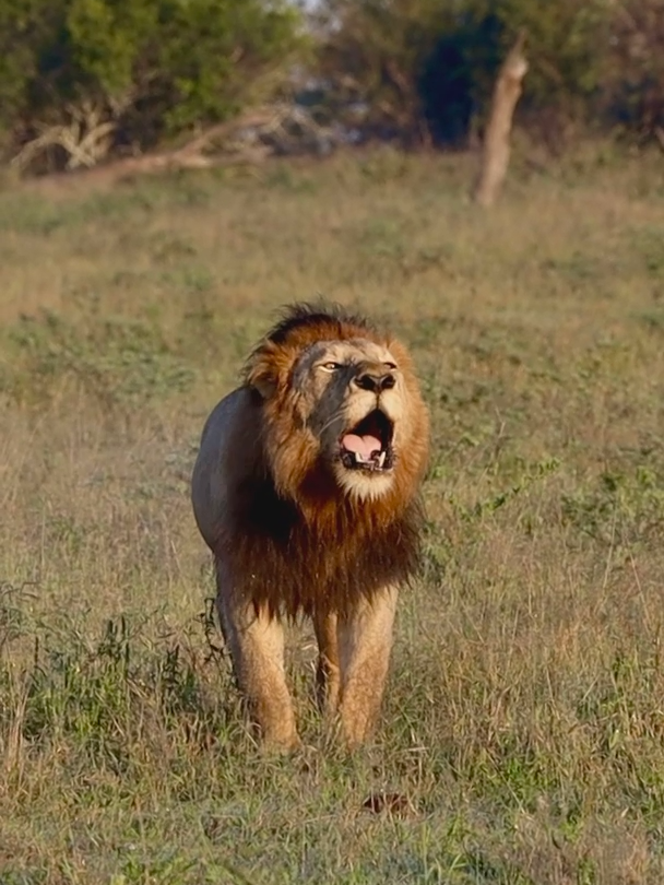 Nothing beats the powerful sound of a lion's roar! 🦁🔊 #wildlife #southafrica #lion #lionroar #asmr #catsoftiktok