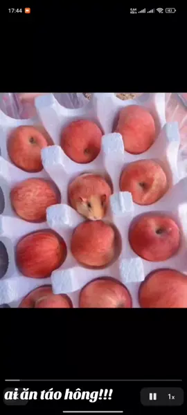 #hamsters #cute #apple