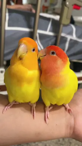 💞#birds ##birdsoftiktok #lovebirds 