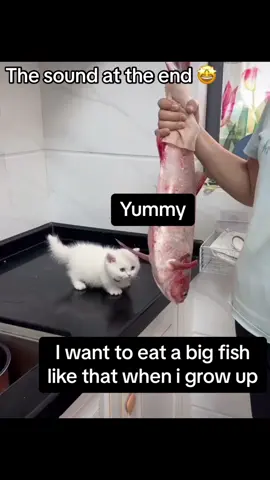 #fyp #funny #viral #lol 