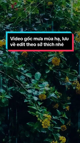 Video gốc mưa mùa hè dành cho bạn nào yêu mưa và yêu hoa #thoquaychup #videogoc #mưa #mưabuồn #hoa #nhactamtrang #viral #xuhuong #hoccungtiktok #shotoniphone 