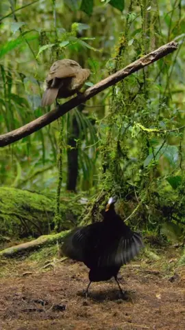 Funny Birds Dancing #ForYou #Viral #Animals 
