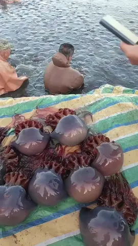 Jellyfish fishing