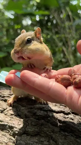 Freeze / Free  #comedy #chipmunk #charlie #animals #freeze #free #cuteanimals #funny #humor #cheers #fyp #foryou 