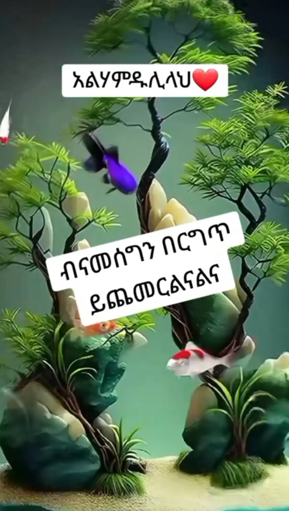 #yfpシyfpシ #መንሱርጀማል 