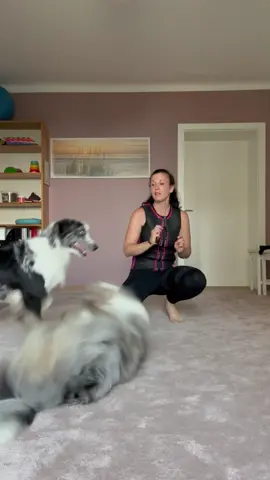 Doppeltricks 🪄✨💫 Border Collie Calina (1) & Australian Shepherd Alice (4) 💜 Onlinekurse Tricktraining/Tricks, Grundkurs, Rückruftraining/Leinenführigkeit Step by Step etc. ➡️Link in Bio #trickdogs #trickdog #dogtricks #hundetricks #hundetraining #DogTraining #dog #dogs #hund #hunde #hundeliebe#hundeleben #dogvideos #dogreels #dogsoftiktok #puppies #aussies #aussie #bc #bordercollie #bordercolliesoftiktok #bordercollieworld #bordercolliesoftheworld #bordercollies