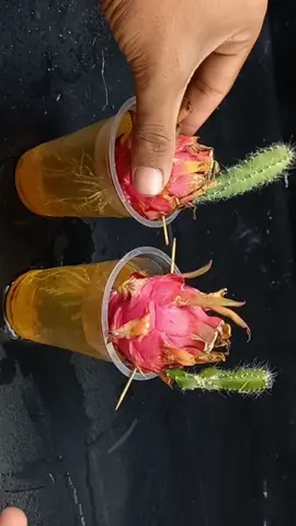how to grow dragon fruit at home from dragon fruit  #dragonfruit #gardeningtips #fruit #growth #uk #plantslife #alovera #plants #unitedstates 