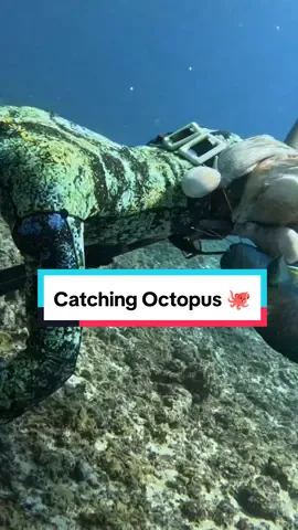 Spearfishing Octopus 🐙 #octopus #spearfishing #fishing 