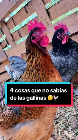 4 cosas que no sabías de las gallinas 🤔 #losabias? #vida #gallinasfelices #parati #egg #foryou #vidaenelcampo #fyp #chicken #farm #viral #gallina #gallinascamperas #viralvideo #viralreels #shorts #foryoupage 