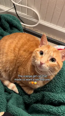 They literally couldnt be more different 🫢 #cats #funnycats #gingercats #girlcats #catsoftiktok 