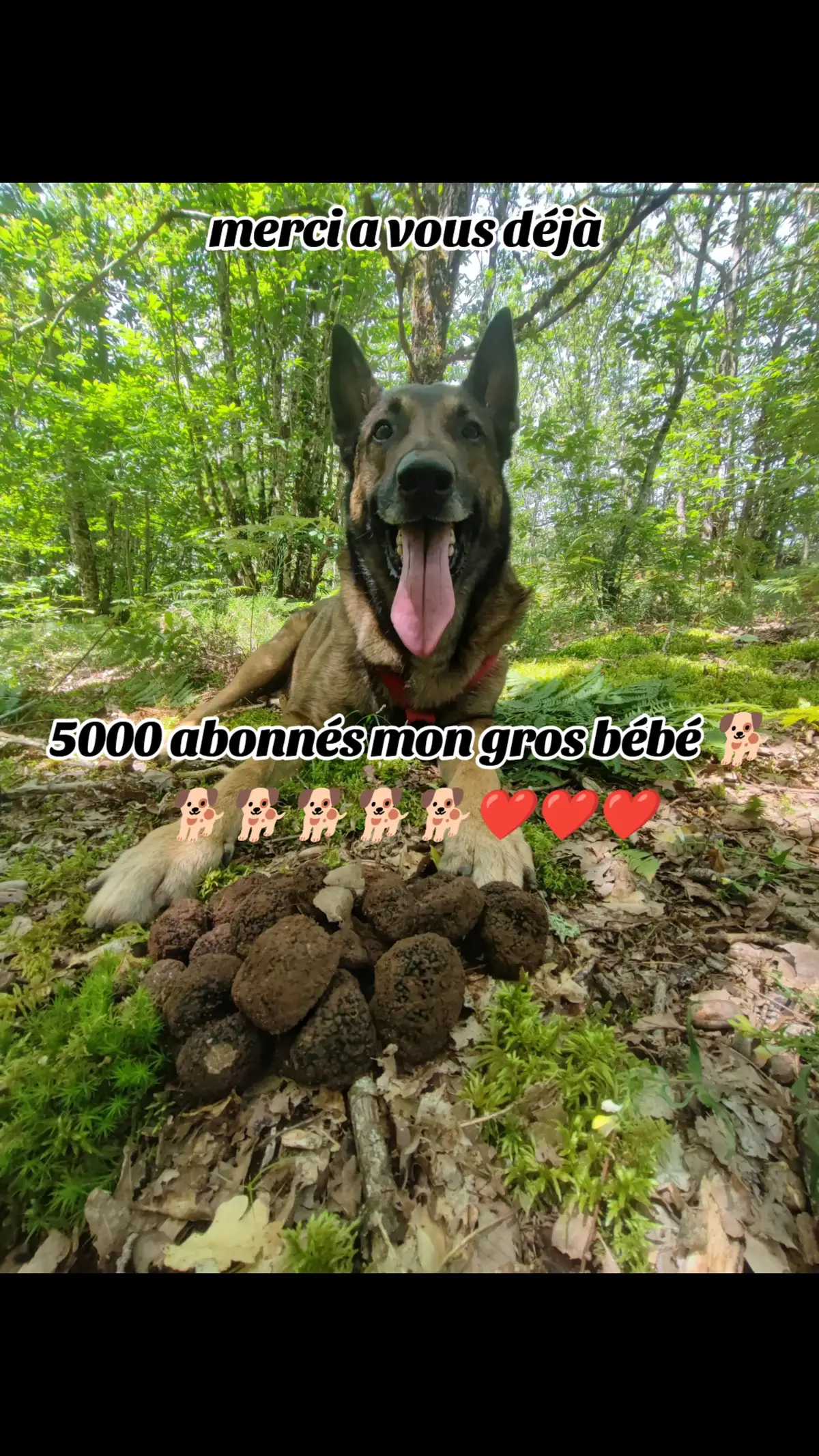 #loulou19138 #malinois #malinoisplusqunepassion #laiko19❤️ 