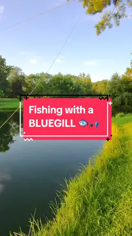 Fishing with a BLUEGILL 🐟🎣 #fishing #bassfishing #fishingvideos #capcut 