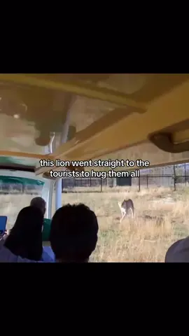 this lion went straight to the tourists to hug them all .                       . .                       . .                       . .                       . My Ig (spaceXplorer2023) .                                         . Hashtags #lion #tourists #hug #animal #fy #viral #SpaceXplorer #_ecsb_ .                                                  . I do NOT own this video. All credits to the original owner. Dm for credits or removal.